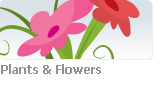 Plants ? Flowers - Stock illustration clip art.